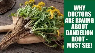 The Top 5 Health Benefits of Dandelion Root