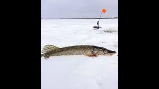 Первая удачная зимняя рыбалка на щуку