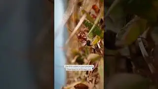 Ant Royalty Free - No Copyright Video 