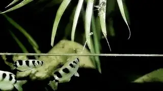 Velocidad Asesina Nat Geo Wild Documental (En Español)