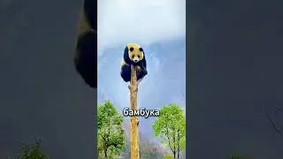 Эти милые панды — как они выживают в дикой природе? 🐼🍀😱 