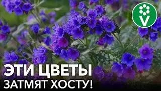 НЕ ТОЛЬКО ХОСТА! Вот еще 7 неприхотливых многолетних цветов с красивой листвой для тени и солнца