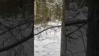 Молодые лайки работают по лосю