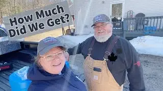 See How Much Sap We Collected! || Checking Our Sap Buckets || 