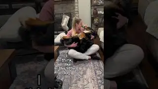 My Big Fluffy Dog Thinks She’s a Lap Dog🥹😂 I Think I Like This Little Dog audio by ​⁠
