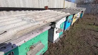 🐝 ПЕРВЫЙ ОБЛЁТ ПЧЁЛ, ХАРЬКОВ! РЕЗУЛЬТАТЫ ЗИМОВКИ ПЧЁЛ В ОМШАНИКЕ! 🐝