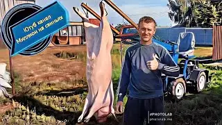 Вес поросёнка в 7 месяцев