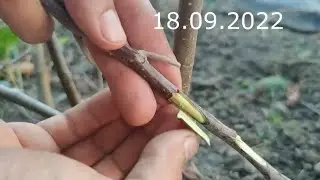 Grafting apple tree buds under the bark in September