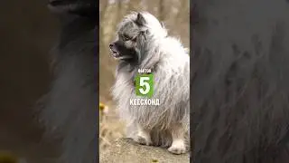 5 фактов о породе – Кеесхонд 