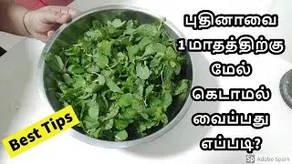 HOW TO STORE MINT LEAVES FOR LONG TIME IN TAMIL/PRESERVE PUDINA LEAVES