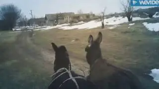 ПОКАТУШКИ НА ОСЛИКАХ  ИШАКАХ