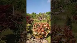 Сочная сторона моего сада #сад #весна24 #shorts