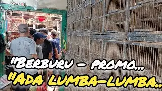 WEEKEND!! DAPET THR, BUNGKUS LANGSUNG BURUNG BURCIL MURAH KIOS BANG RONI PASAR BURUNG PRAMUKA