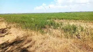 Амброзия. Ад для аллергика