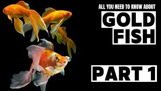 All You Need To Know About Goldfish Part 1