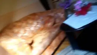 Жилье в Киеве