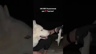День 36-й🤘Акула на Пляже😱Попалась 😃100,000 для❤️Тортика 