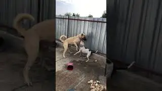 Kangal pitbull çiftleşmesi