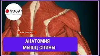 Анатомия мышц СПИНЫ для МАССАЖИСТОВ