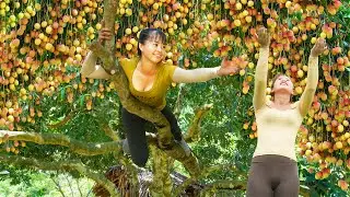 Harvesting Lychee Fruit Goes to the countryside market sell - Make Lychee Syrup | New Free Bushcraft