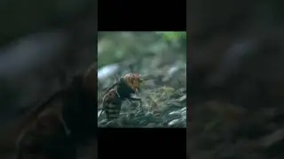 30 hornets destroy a beehive!