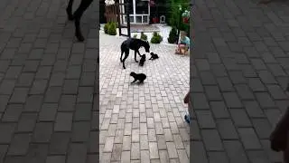 📞 8-900-233-2008 Питомник "Family Shayk"  Краснодар предлагает щенков 🐶Кавалер Кинг Чарльз спаниель