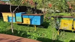 Осенний облет. Не прекрыл леток жди беды. 🐝