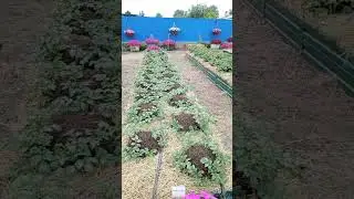 В ПЛЕНУ у Огорода - Дела насущные - Природное земледелие - Обустройство участка