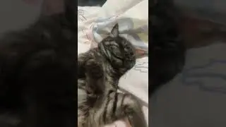 Котик