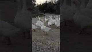 Гуси-гуси, га-га-га