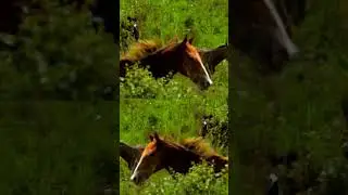 #nasim Reza #horses #horseracing