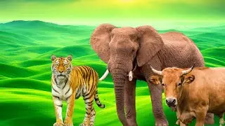 Cute Animal Sounds In Peaceful: Tiger, Lion, Dog, Cat, Sheep, Goat, Elephant, p137