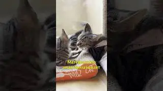 🐱Подложили Кошке Чужого Котенка🥲