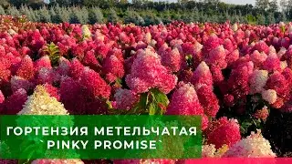 Гортензия метельчатая `Pinky Promise`®в полях питомника ЁЛЫ ПАЛЫ