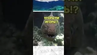 #приколы
