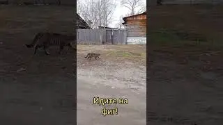 Наш, крутой в доску, кот.