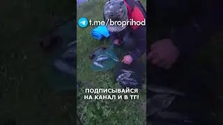 Серега обловил меня) #рыбалка #fishing #рыба #река #лето #братьяПриходько #удочка #хариус