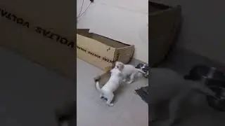 Fighting puppies 🐶 How to stop them?