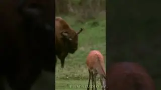 Deer attacks bison 😱 