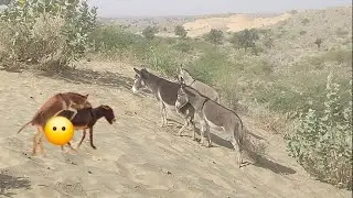 Donkey meeting mode 