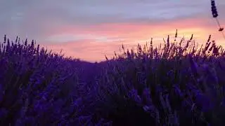 ВОССТАНОВЛЕНИЕ НЕРВНОЙ СИСТЕМЫ 🌿 Нежная музыка, успокаивает нервную систему и радует душу #23
