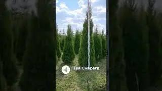 Туя Смарагд