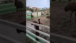 страусы Эму радуются погоде