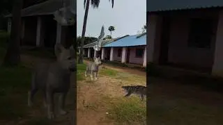 Baby Wolf Crocodile Falcon #shorts #shortsviral #youtubeshorts