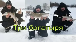 Как поймать налима,налим монстр