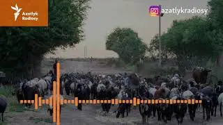 MHM çopanlaryň ‘syr saklamagyny’ talap edýär