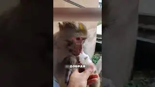 История ЛЕГЕНДАРНОЙ ОБЕЗЬЯНЫ 😥🐒
