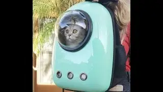 Почему кошки  не полетят в космос Why cats will not fly into space