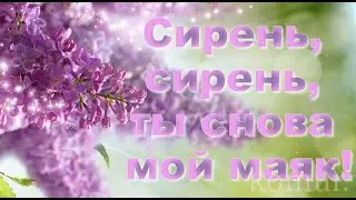 ✿Сирень, сирень, ты снова мой маяк!✿ Красивая музыкальная открытка  komur