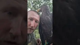 Как быстро растут птенц ХП 🦅🦅🦅 #орланбелохвост
